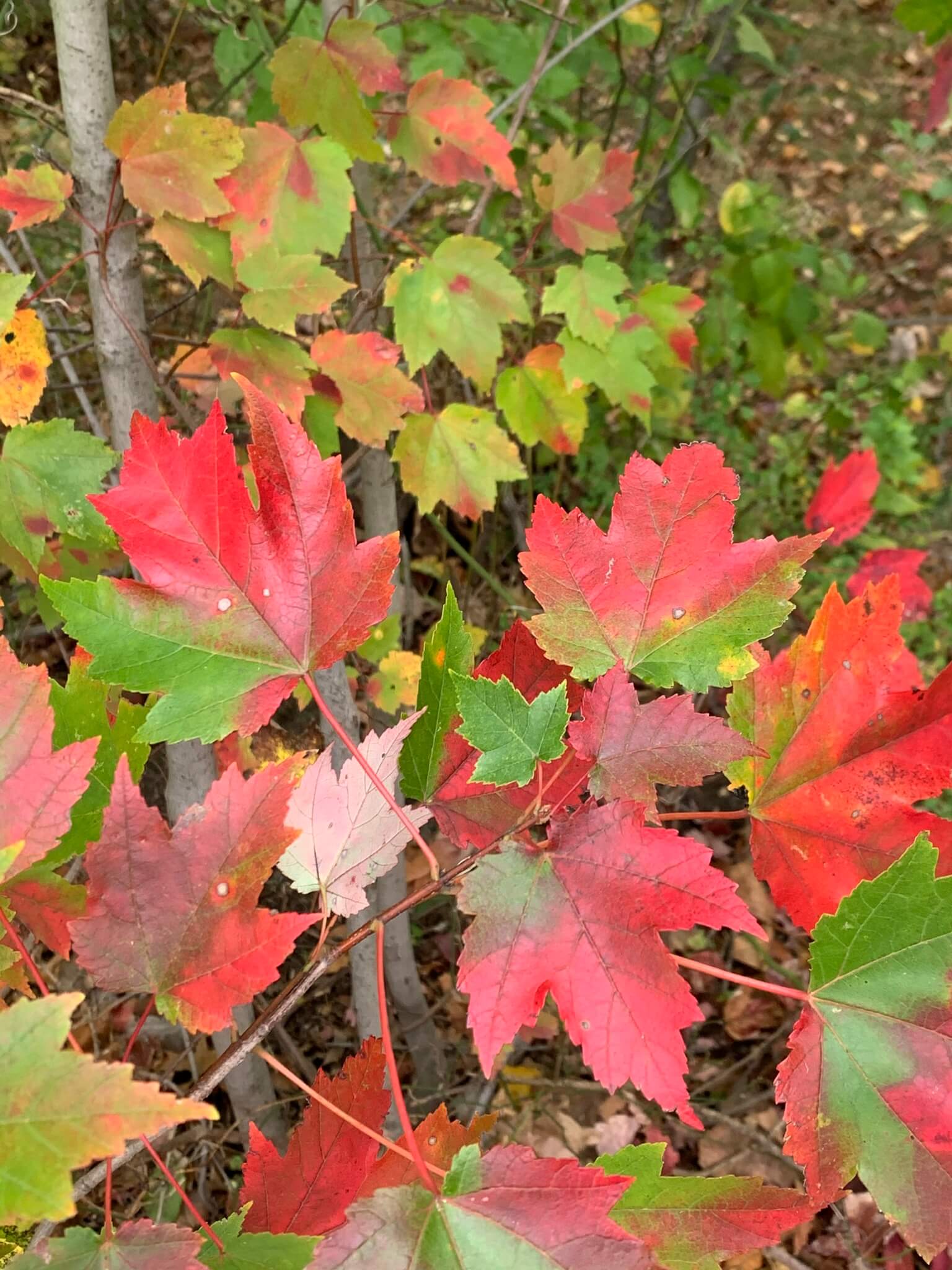 Acer rubrum var. October Glory